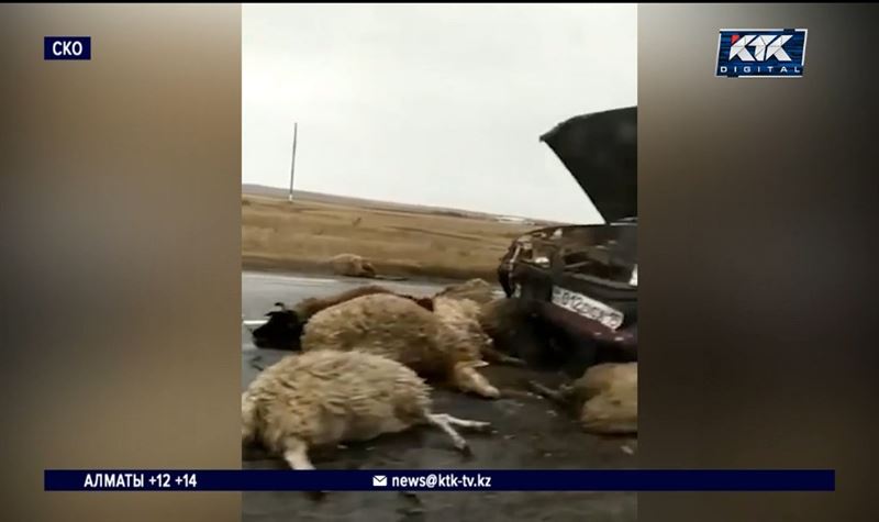 Десятки овец погибли на севере Казахстана