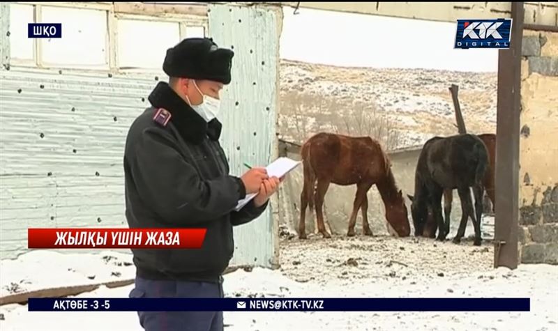 ШҚО: Қараусыз жүрген төрт түлік иелеріне айыппұл салынып жатыр