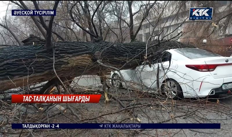 Алматыда шіріген ағаш су жаңа көліктің тас-талқанын шығарды