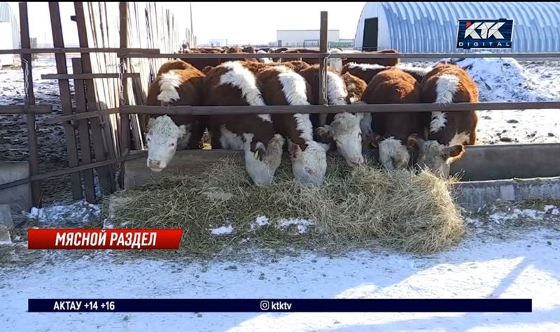 Мясо не подешевеет после запрета на экспорт скота, считают аналитики