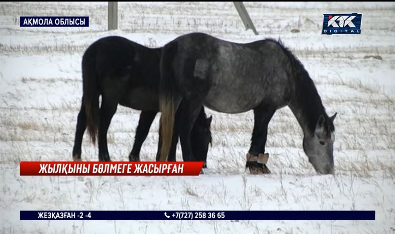 Жылқыны үйіне жасырып шырт ұйқыда жатқан ұрыны әрең оятып алыпты