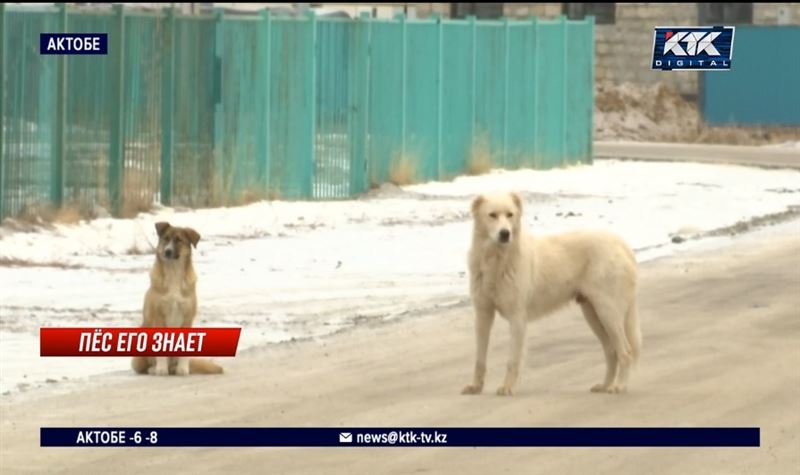 Пригород Актобе страдает от нашествия бродячих собак