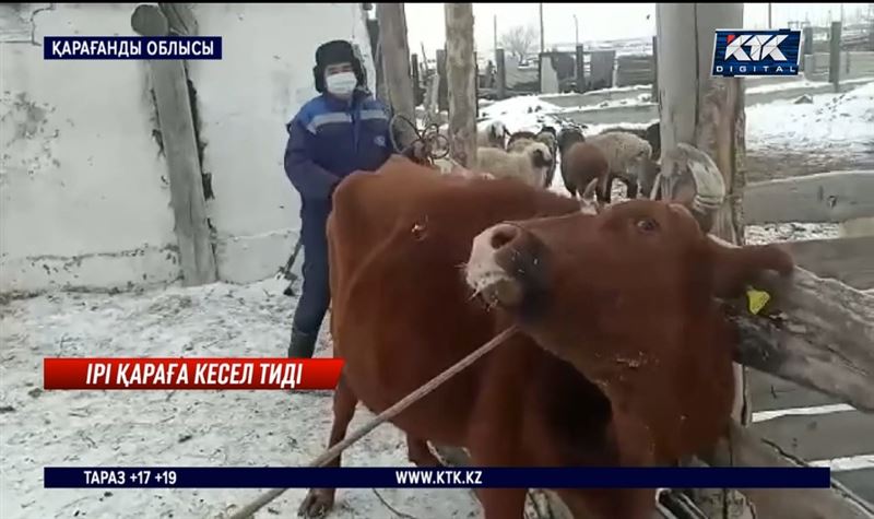 Ақжалда эпизотиялық шектеу шаралары жарияланды – Қарағанды облысы