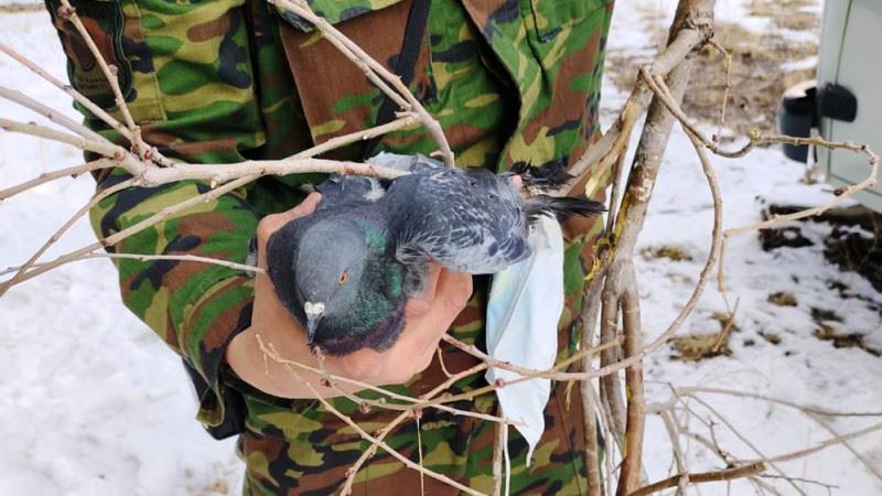 В Усть-Каменогорске спасли голубя, запутавшегося в медицинской маске