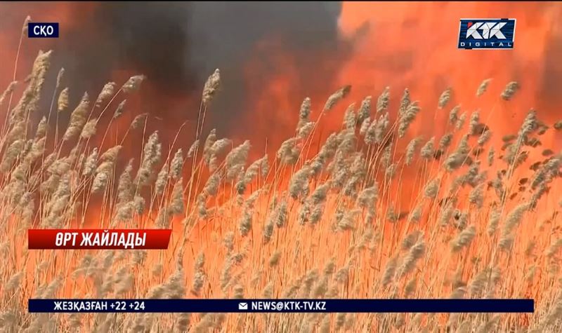 СҚО: Бір аптада 60 гектар жер өртеніп кетті