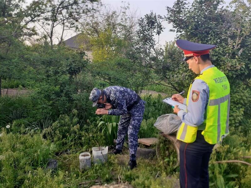 Посев конопли выявили во дворе дома жителя Туркестанской области