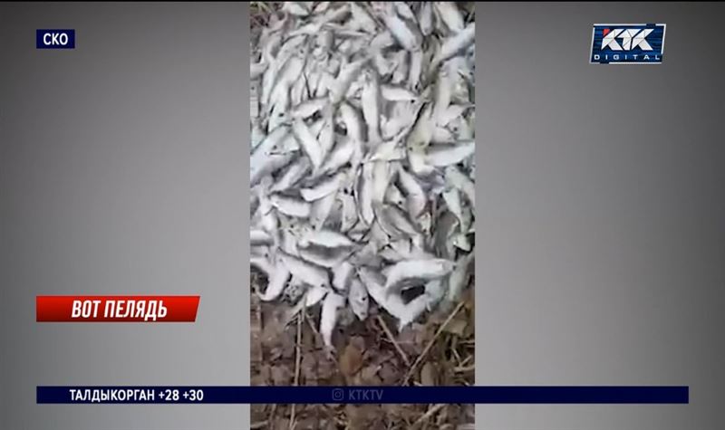 Жители СКО опасаются, что погибшая в озере рыба попадет на прилавки