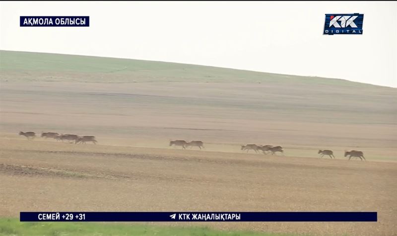 Солтүстікте киіктің кесірінен егін бітік шықпайтын спекілді