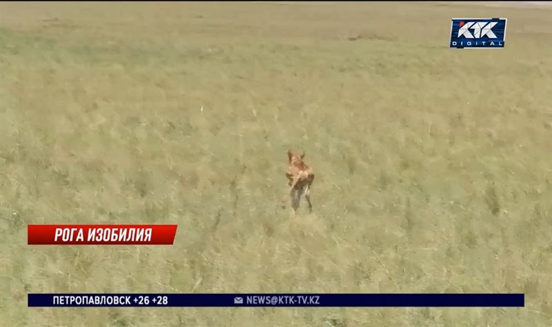 Инициатива по отстрелу сайгаков вызвала негодование казахстанцев