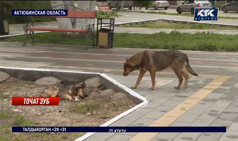 В Актобе бродячие псы уносят коз, баранов и телят прямо из сараев