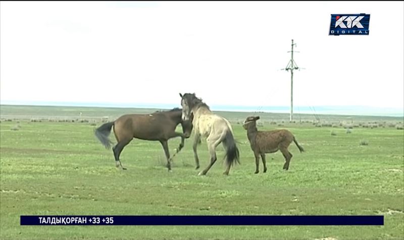 «Жайылым жерлерді таратқан әкімдер жазалансын»