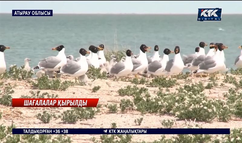 "Қызыл кітапқа" енген қанаттылар қырылып жатыр