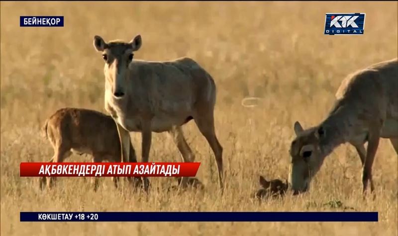 Ақбөкендерді атып азайтатын болды