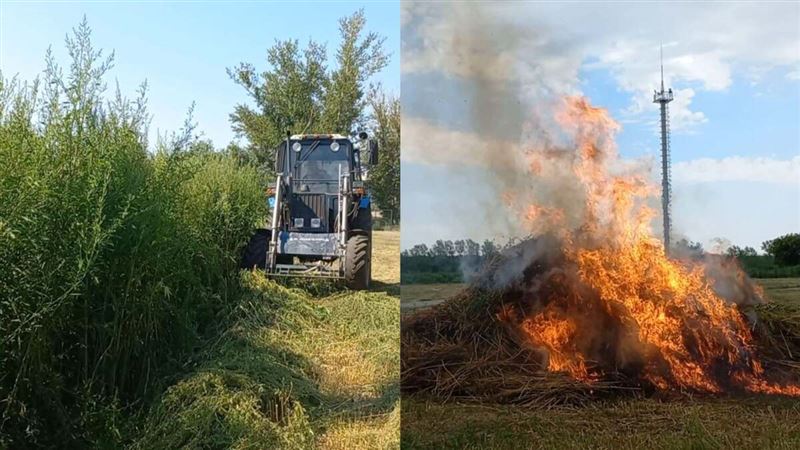 Плантацию дикорастущей конопли уничтожили в Костанае  