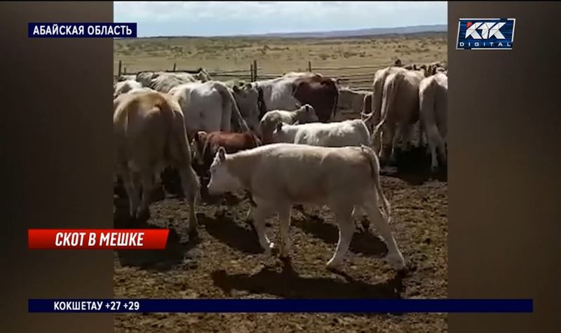 Абралинские телки температурят, плачут и кусаются