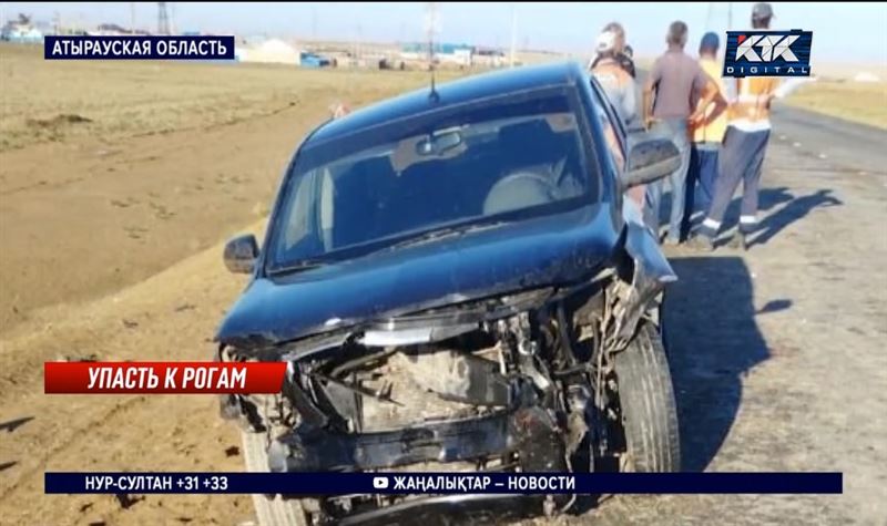 Пастуха признали виновным в гибели 24 баранов