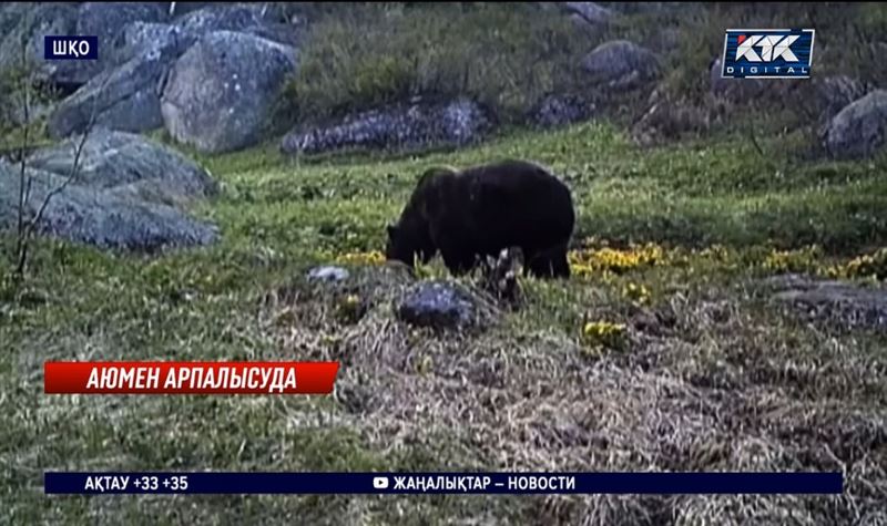 ШҚО: Ашыққан аюлар ірі қараны жарып, омарталарды бұзып жатыр