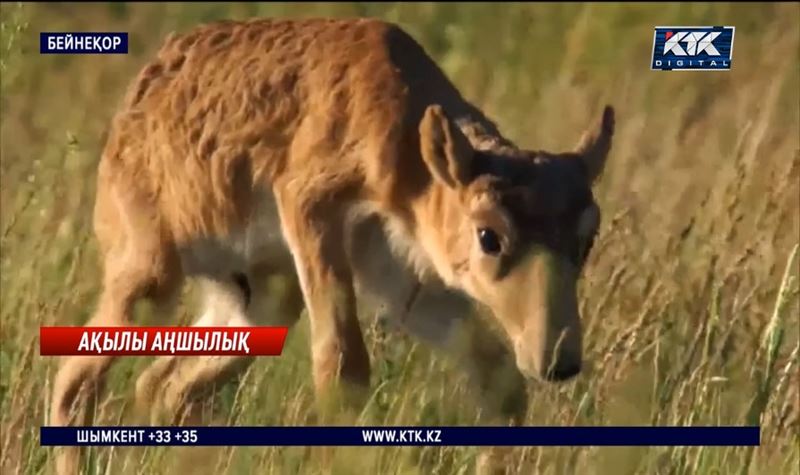 Ақбөкендерге ақылы саятшылық басталуы мүмкін