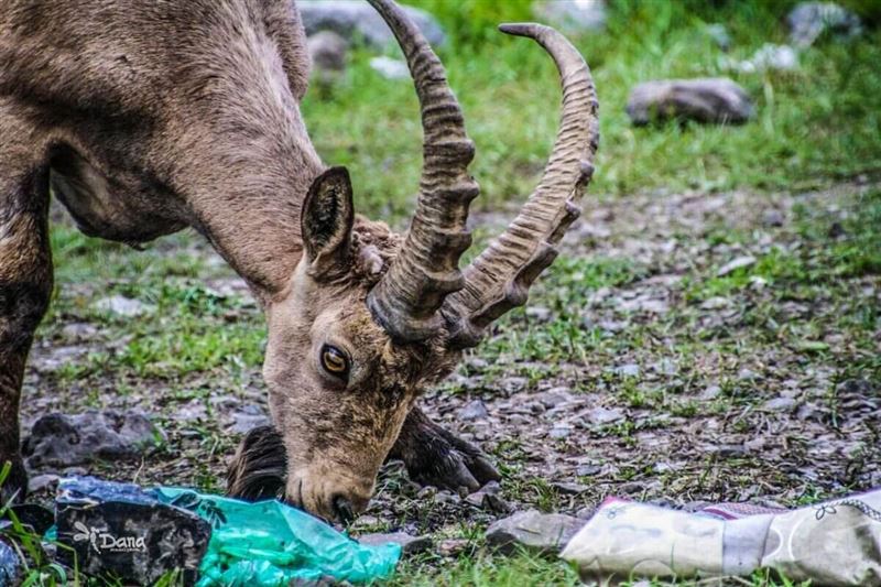 Горные козлы пасутся среди мусора в нацпарке Казахстана