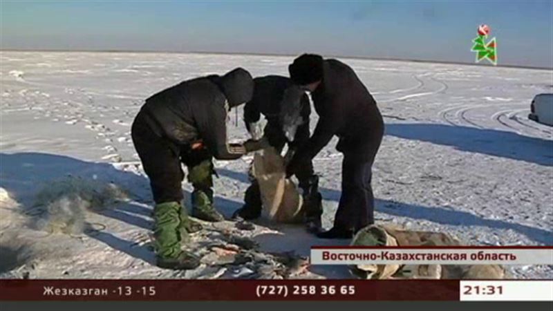 Озеро Зайсан атакуют браконьеры – судак оказался на грани исчезновения