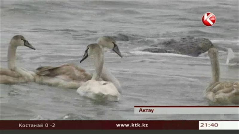 В Актау съезжаются жители других городов, чтобы увидеть лебедей