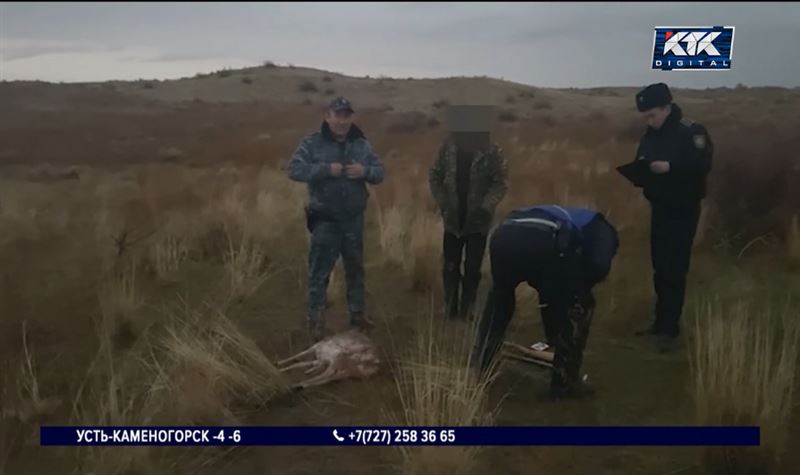 Браконьер в Жамбылской области убил джейрана, ему грозит колония