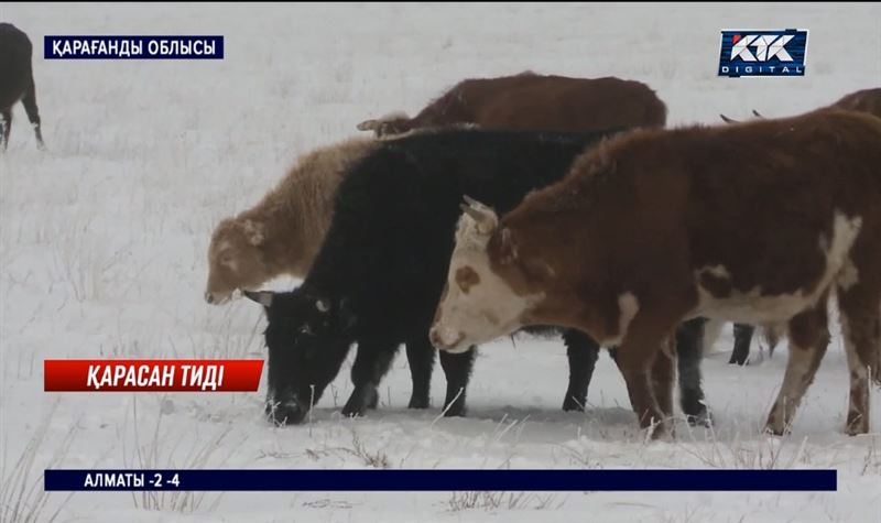 Карантин: Қарағанды облысында ірі қараға қарасан тиді