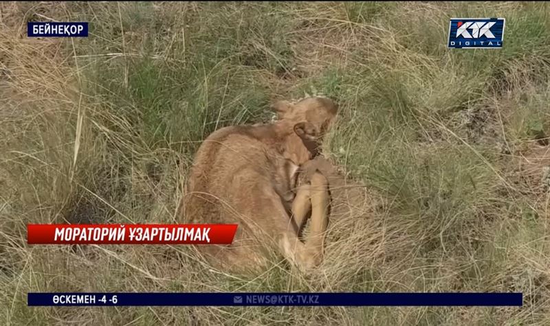 Киік атуға мораторий тағы бір жылға ұзартылады