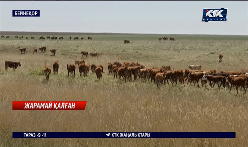 Жүз мың гектарлап алған жердің 30 пайызы іске жарамсыз болып қалған