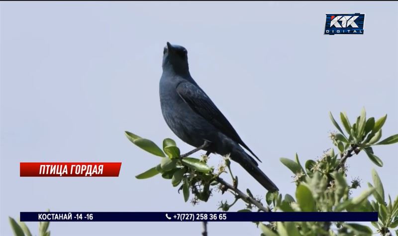 В Казахстане выбрали птицу года