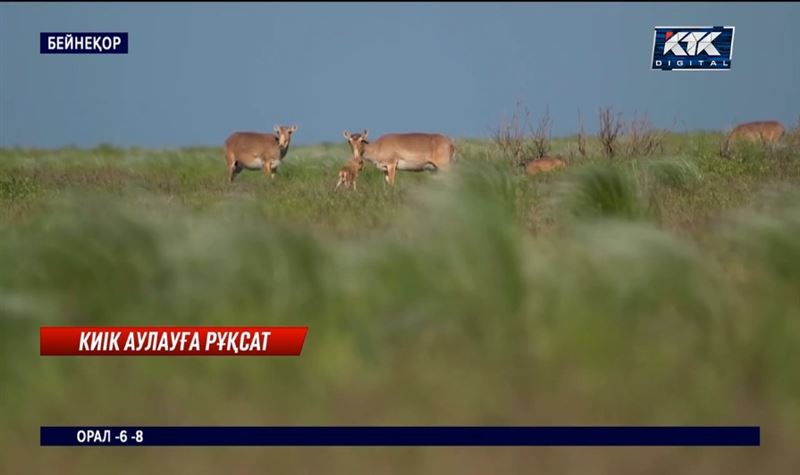 Киік аулауға рұқсат беріледі, бірақ ...