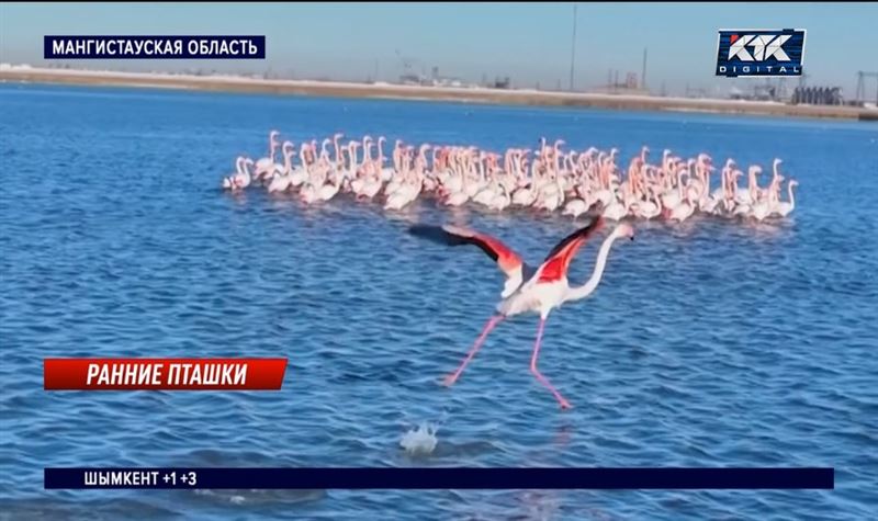 В Мангистау раньше обычного прилетели розовые фламинго