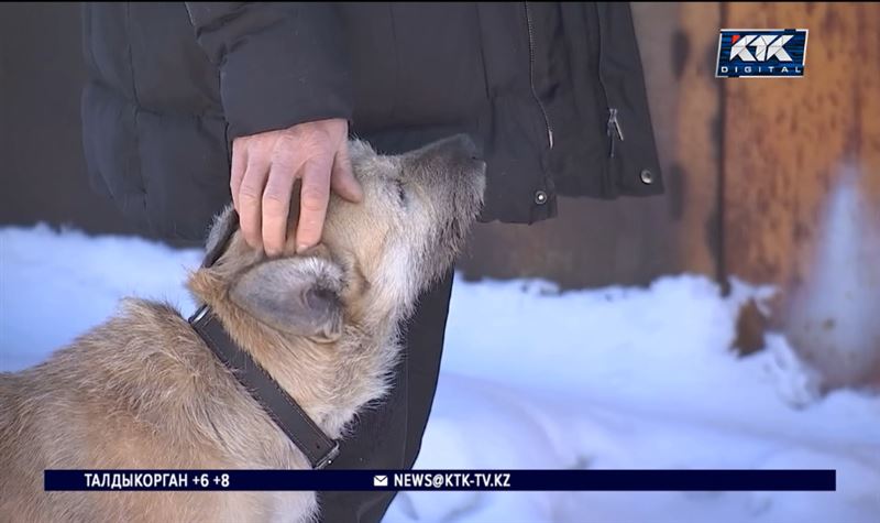 Столичную ветслужбу подозревают в отлове не только бездомных собак