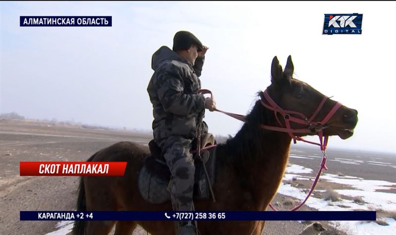 На постоянные налеты скотокрадов жалуются жители сел Уйгурского района 