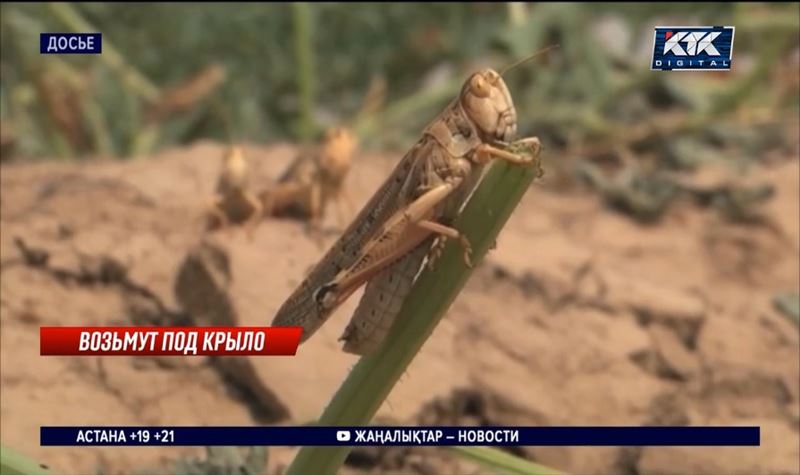 4 миллиарда потратит Минсельхоз на борьбу с саранчой