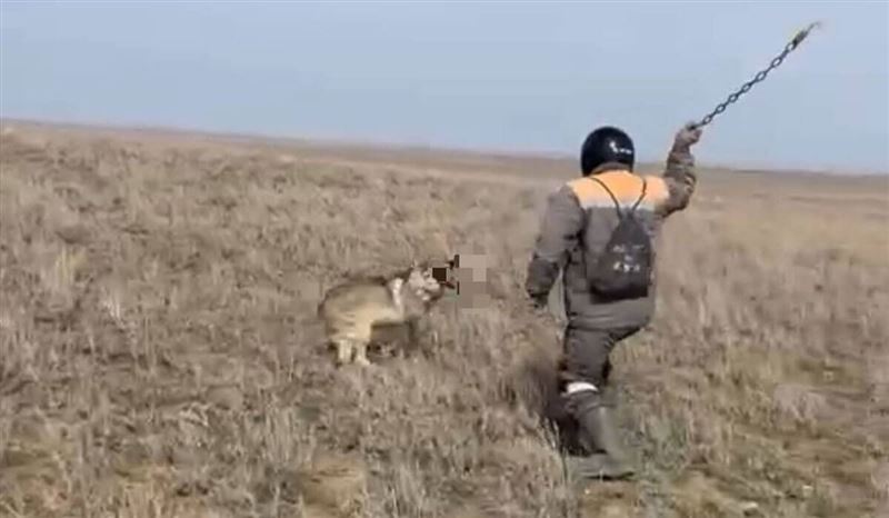 Ақтөбеде қасқырды шынжырмен ұрып-соққан жігітке қатысты тергеу басталды