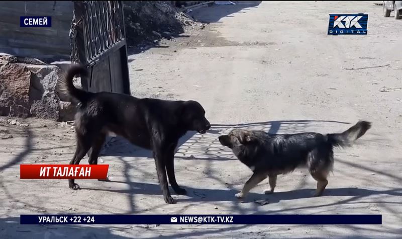 Көшеге шығудан қалған семейліктер бұралқы иттердің көзін жоюды талап етті 