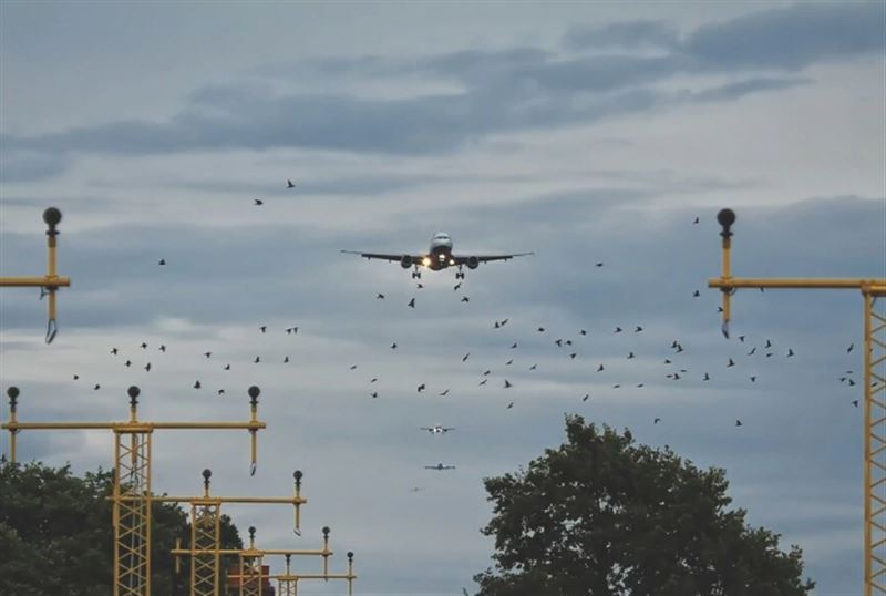 Два самолета FlyArystan столкнулись с птицами