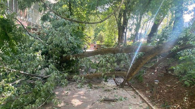 Дерево упало на летник в Алматы