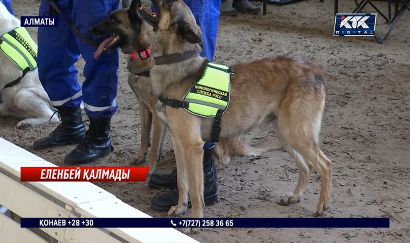 Түркиядағы зілзалада құтқару жұмысына қатысқан иісшіл иттердің еңбегі ескерілді