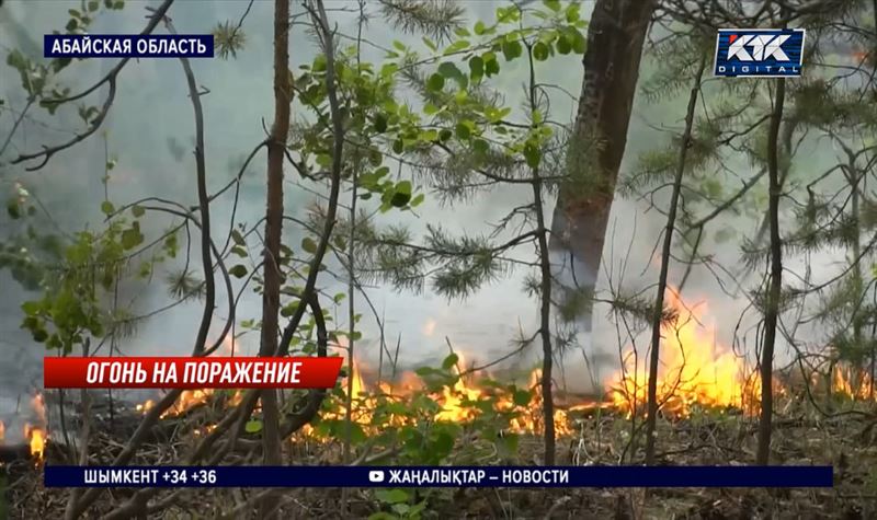 Три лесника погибли при тушении пожара в Абайской области, еще 11 числятся пропавшими