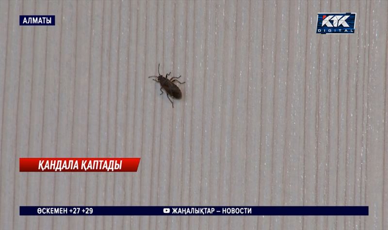 Алматыдағы көпқабатты үйлерде ағаш қандаласы қаптап кеткен 