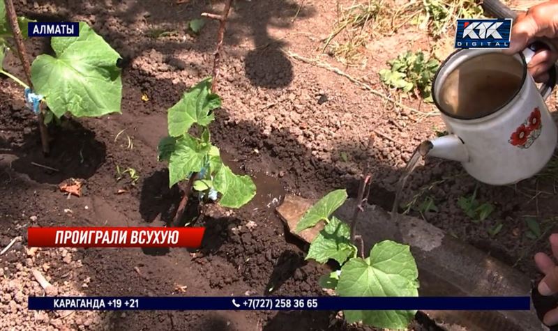 «Ни полить, ни помыться»: алматинские дачники лишились водопровода