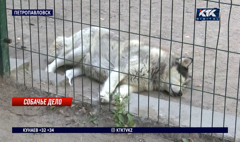 Почему хаски с рваными ранами, рассказали сотрудники парка в Петропавловске