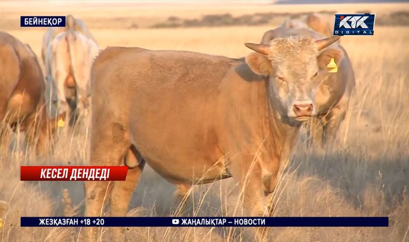 Бруцеллез: Қарағанды облысында үш ауданда ветеринария шектеуі енгізілді