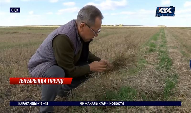 СҚО: Жауыннан шығындалған шаруалар Үкіметтен көмек сұрап отыр 