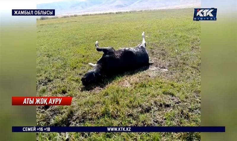 Жамбыл облысының ауылында төрт түлік белгісіз аурудан қырылып жатыр