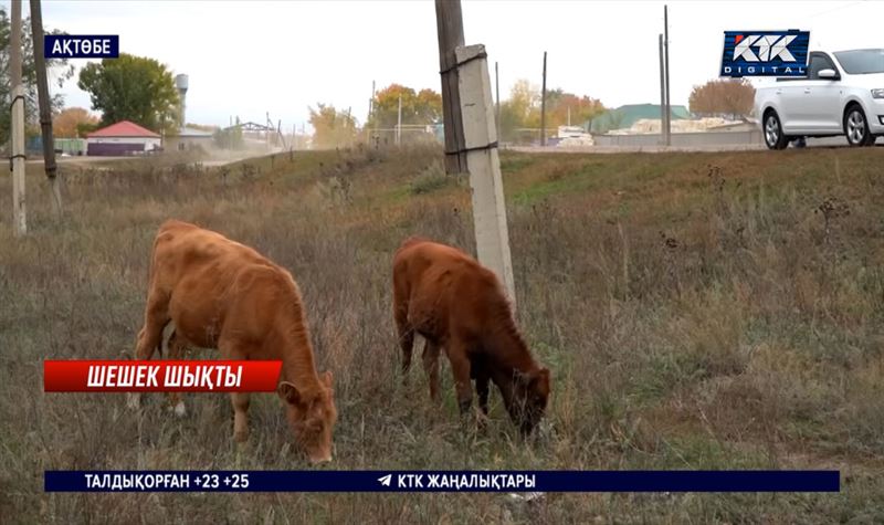 Карантин: Садовое ауылындағы малдан шешек анықталды 