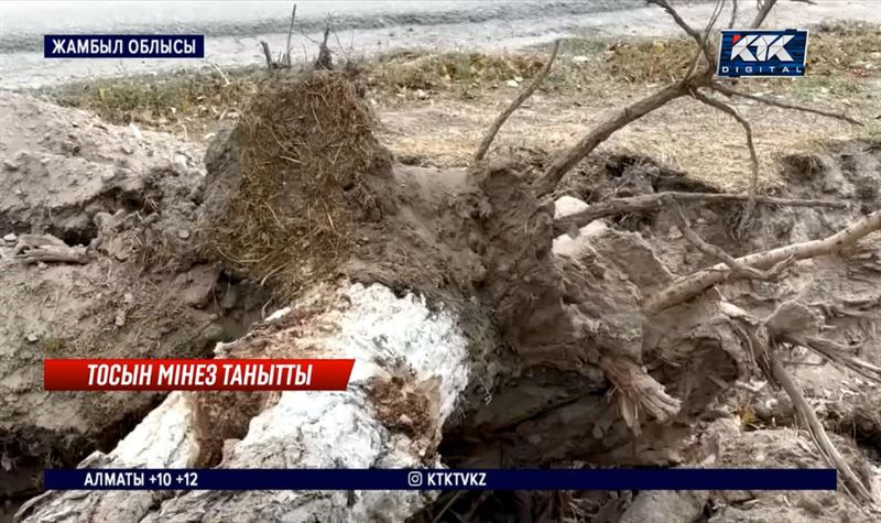 Жамбыл облысындағы дауылдан шатыр жұлынып, ағаштар құлап, көліктер зақымдалған 