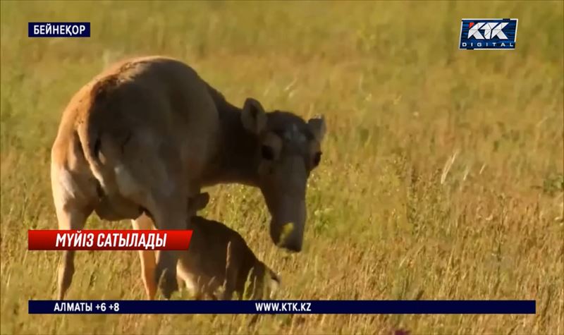 Киіктердің мүйізі Қытайға сатылатын болды 